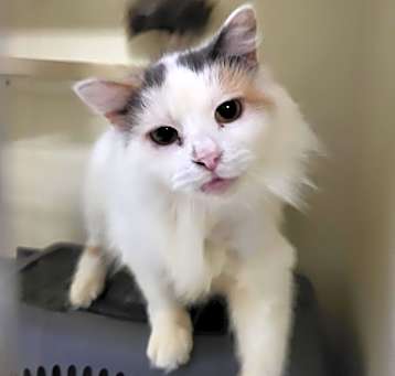 Photo of Glinda