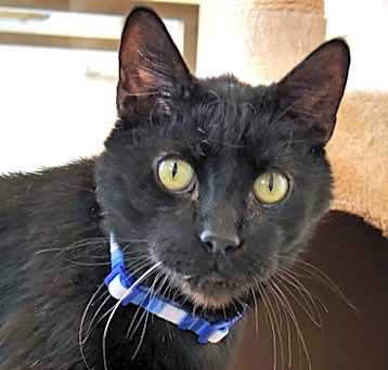 Photo of Rudy (Bonded to Fatboy)(in fos
