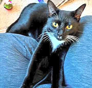 Photo of Shadow
