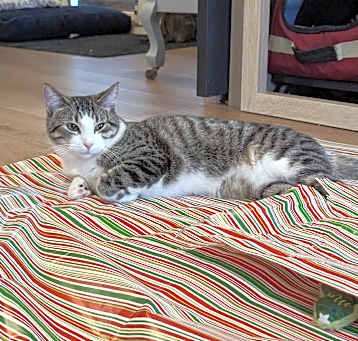 Photo of Celeste