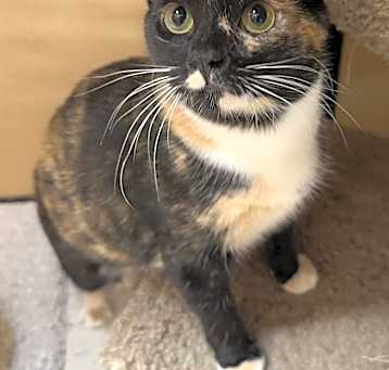 Photo of Clovis