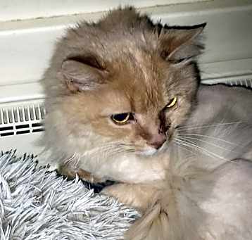 Photo of Otis