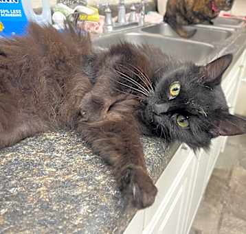 Photo of Midnight 2024 (Muppet)