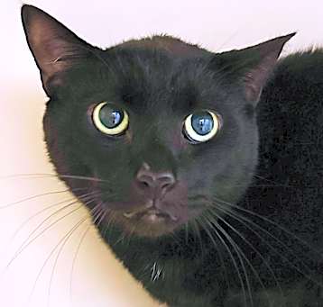 Photo of Jet