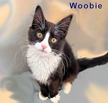 Photo of Woobie