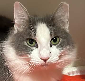 Photo of Princess