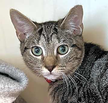 Photo of Tilly