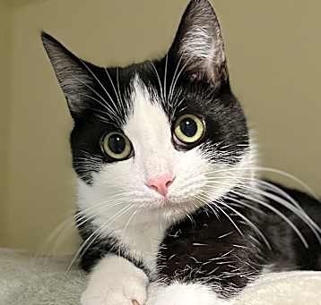 Photo of Oreo
