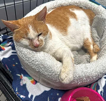 Photo of Ginger