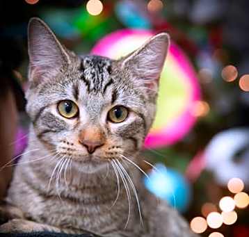 Photo of Comet