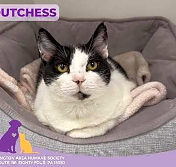 Photo of Dutchess