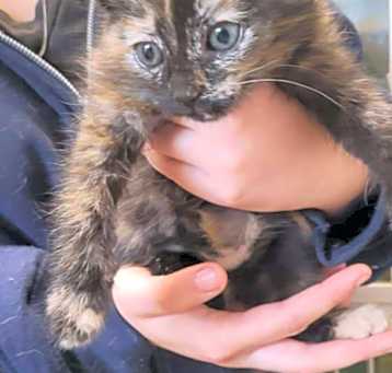 Photo of Blossom
