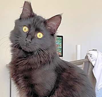 Photo of Fozzy Bear