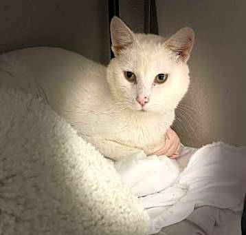 Photo of Snowdrift