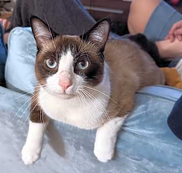 Photo of Oreo