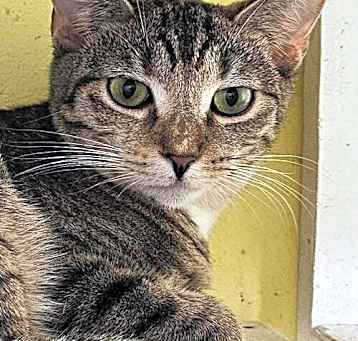 Photo of Phoebe 5410C