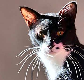 Photo of Roscoe
