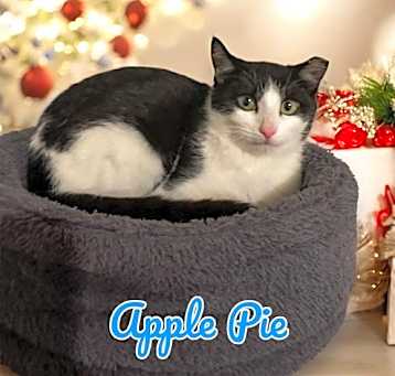 Photo of Apple Pie