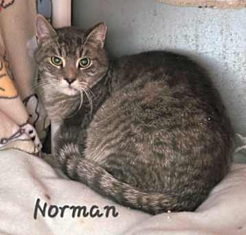Photo of Norman