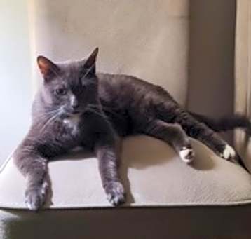 Photo of Smokey
