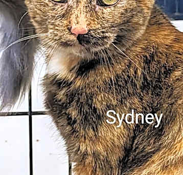 Photo of Sydney