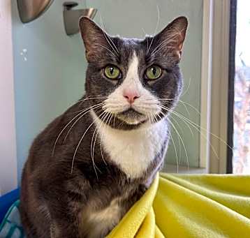 Photo of Mittens