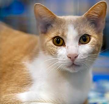 Photo of Cleopatra