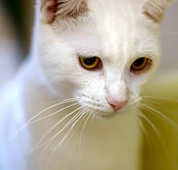 Photo of Cotton