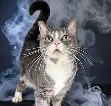 Photo of Smokey