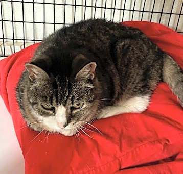 Photo of Muffin aka Paige