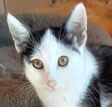 Photo of Fern