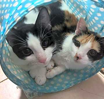 Photo of Coco and Zizi
