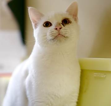 Photo of Snowball