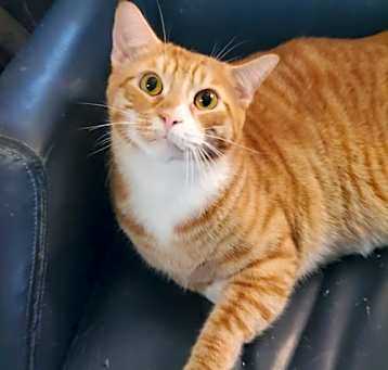 Photo of Houdini