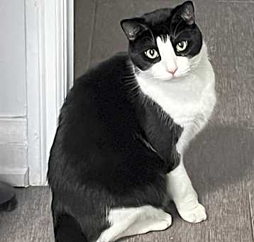 Photo of Neko