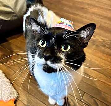 Photo of Mr. Kiki - Lovable Lap Cat!