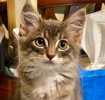 Photo of RONI - Bonded with Shadow