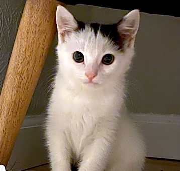 Photo of STARLA - Bonded with Dasher