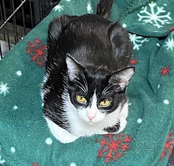 Photo of Hattie