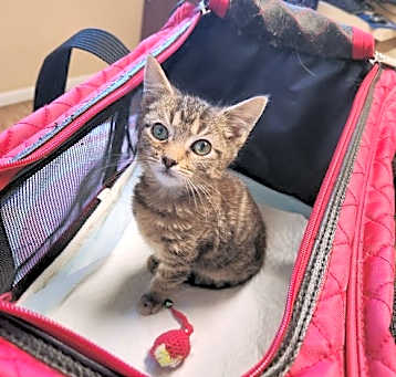 Photo of Tucker