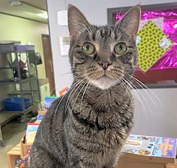 Photo of Tootsie