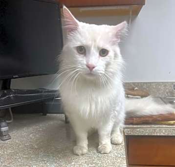 Photo of Buddy 