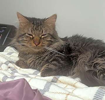 Photo of EZRA - Offered by Owner - Does well w/cats