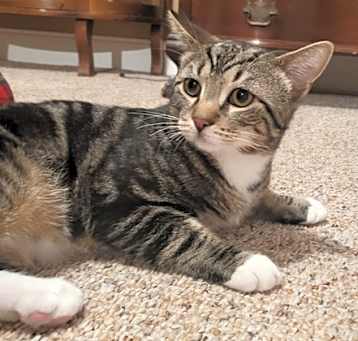 Photo of Bramble
