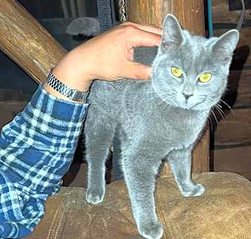 Photo of Blue