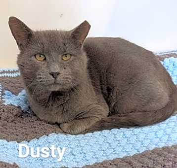 Photo of Dusty
