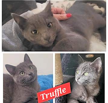Photo of Truffle