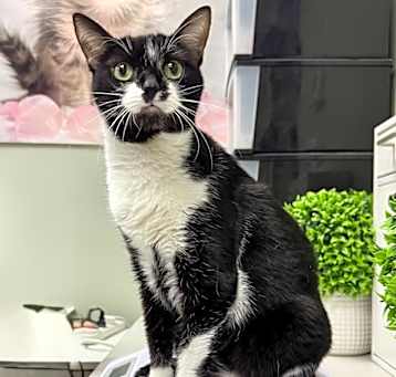 Photo of Tux