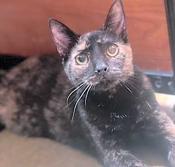 Photo of Caramel