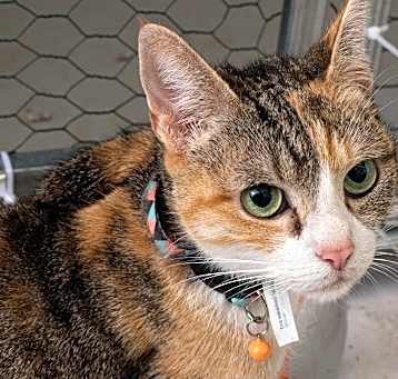 Photo of Momma Daisy *Wants to be your one and only pet!*